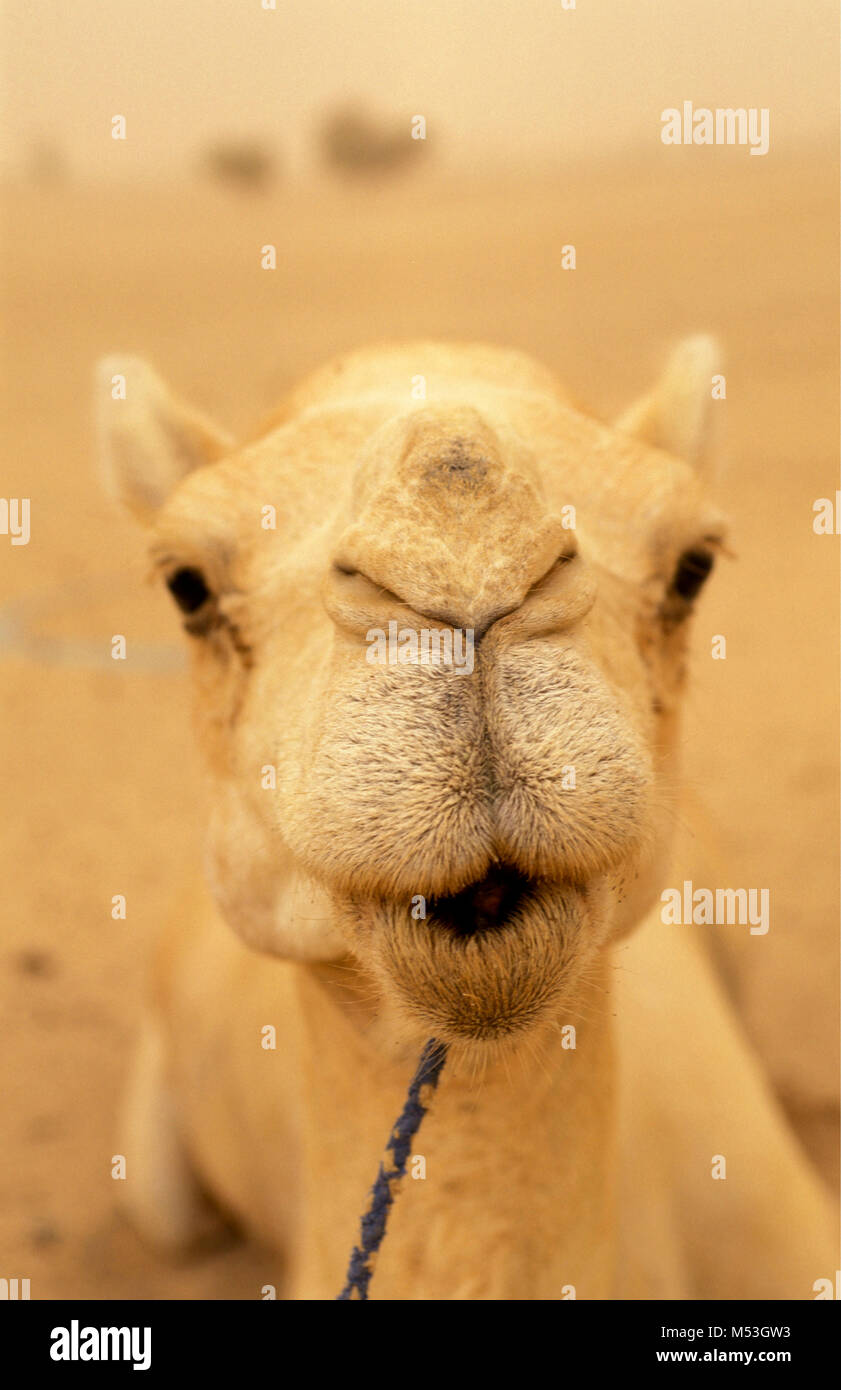 Mali. Bamba, Gao. Sahara. Sahel. Kamel in Sandsturm. Kamele in der Nähe der Nase Sand und Staub fernzuhalten. Stockfoto