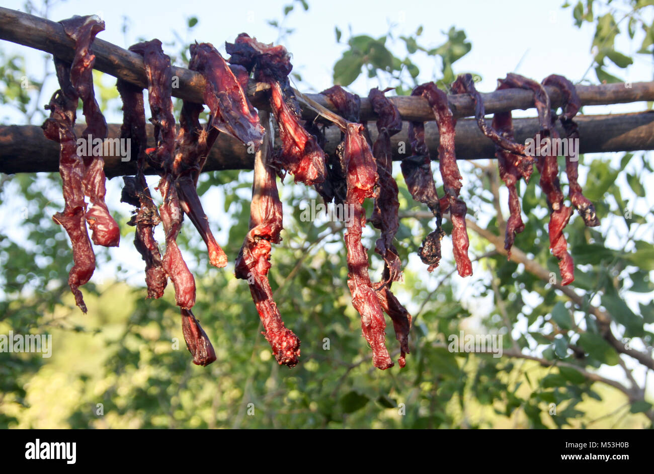 Fleisch wird vom Hadza-Stamm, dem Eyasi-See, im Norden Tansanias, an der Sonne getrocknet Stockfoto