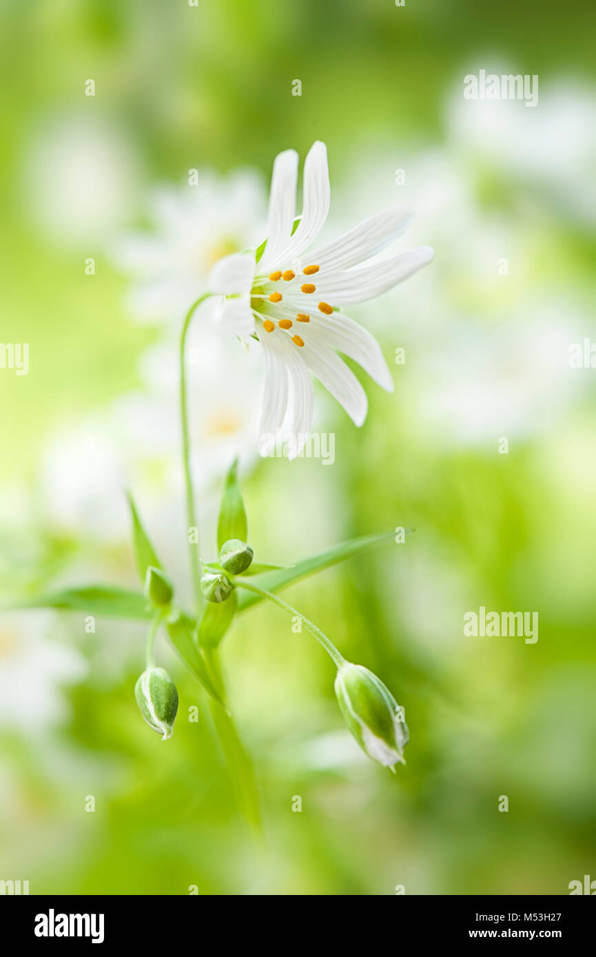 Mehr Sternmiere Stellaria holostea Blume gemeinsamen Namen einschließlich ' Hochzeit Kuchen', 'Star of Bethlehem', ''Daddy-Shirt - Tasten" und "napdragon' Stockfoto