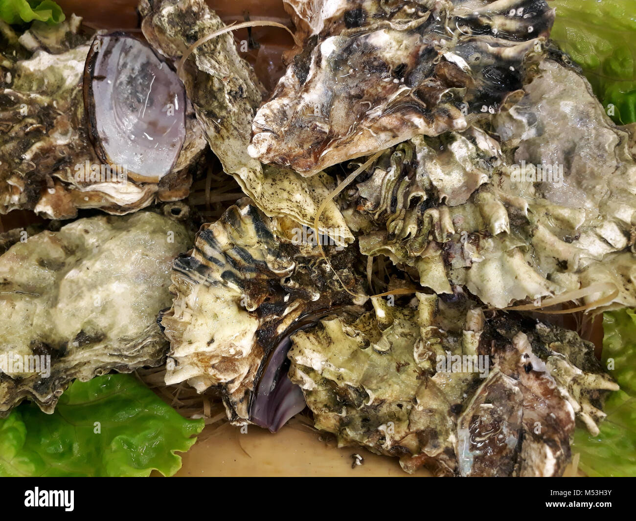 Frische rohe Austern auf der Theke, können als Hintergrund verwendet werden Stockfoto