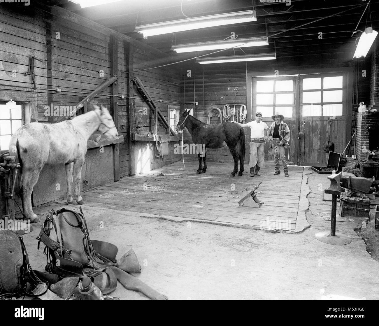 Grand Canyon National Park Schmied Sattel Shop (1997). RON CLAYTON & TONY VINTERELLA IN MAULTIER HUFBESCHLAG, FRED HARVEY SCHMIEDE. 14. Dez. 1997. Stockfoto