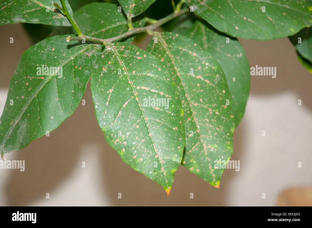 Nahaufnahme eines Citrus tree Blatt mit dem Rost wie Flecken durch Skala Insekten der Coccidae Familie verursacht Stockfoto