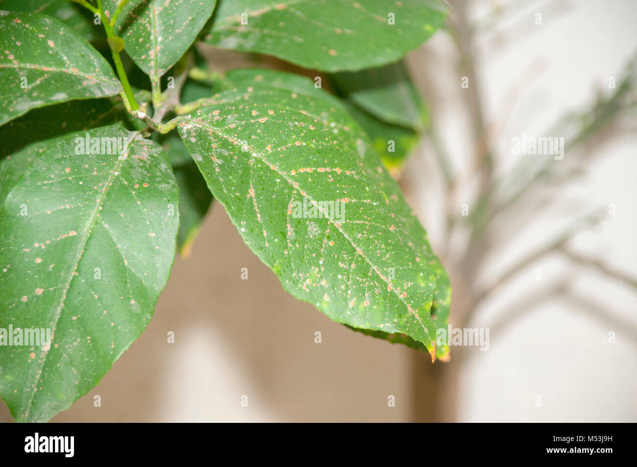 Nahaufnahme eines Citrus tree Blatt mit dem Rost wie Flecken durch Skala Insekten der Coccidae Familie verursacht Stockfoto