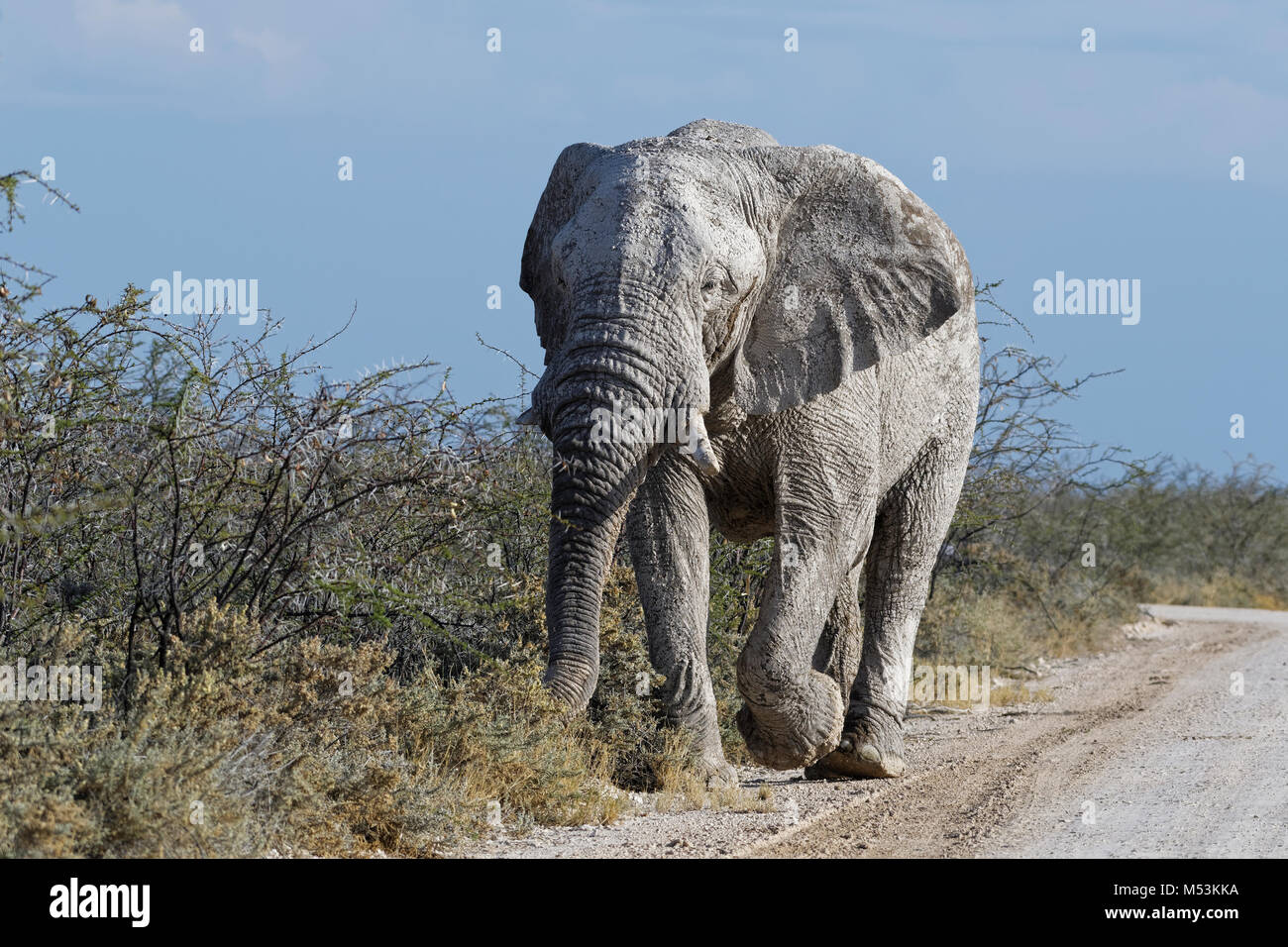 Afrikanischen Busch Elefanten (Loxodonta africana), mit trockenen Schlamm bedeckt, Nahrungssuche entlang der Schotterstraße, Etosha National Park, Namibia, Afrika Stockfoto