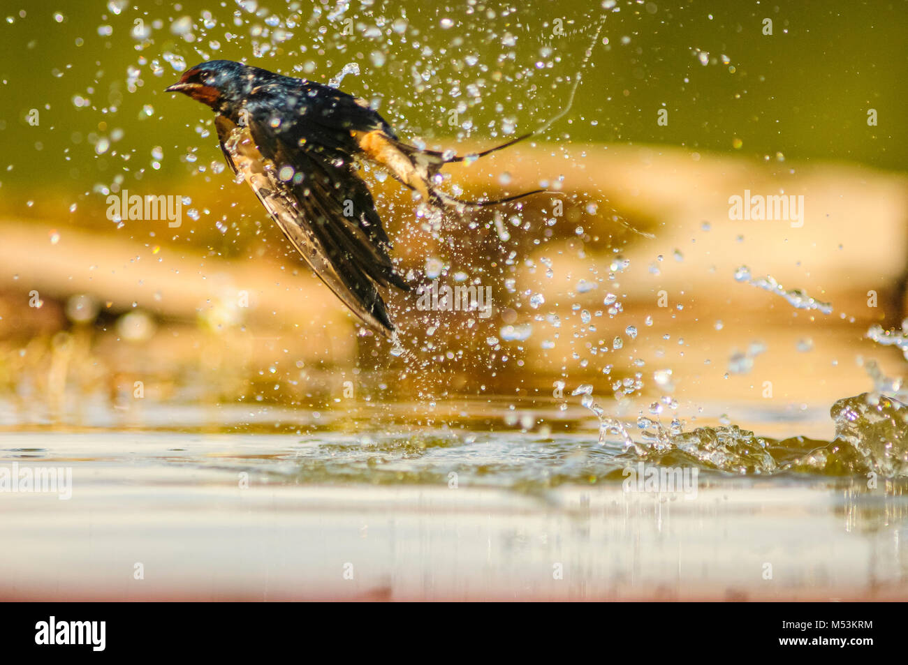 Rauchschwalbe (Hirundo rustica) fliegen. Nie aufgehört zu fliegen, selbst zu trinken Stockfoto