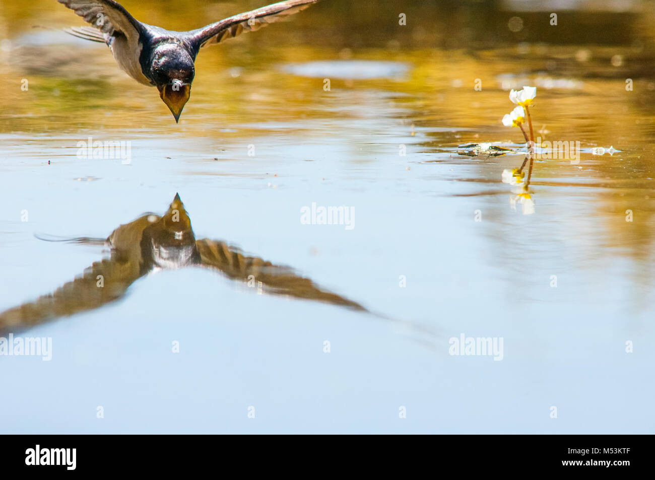 Rauchschwalbe (Hirundo rustica) fliegen. Nie aufgehört zu fliegen, selbst zu trinken Stockfoto