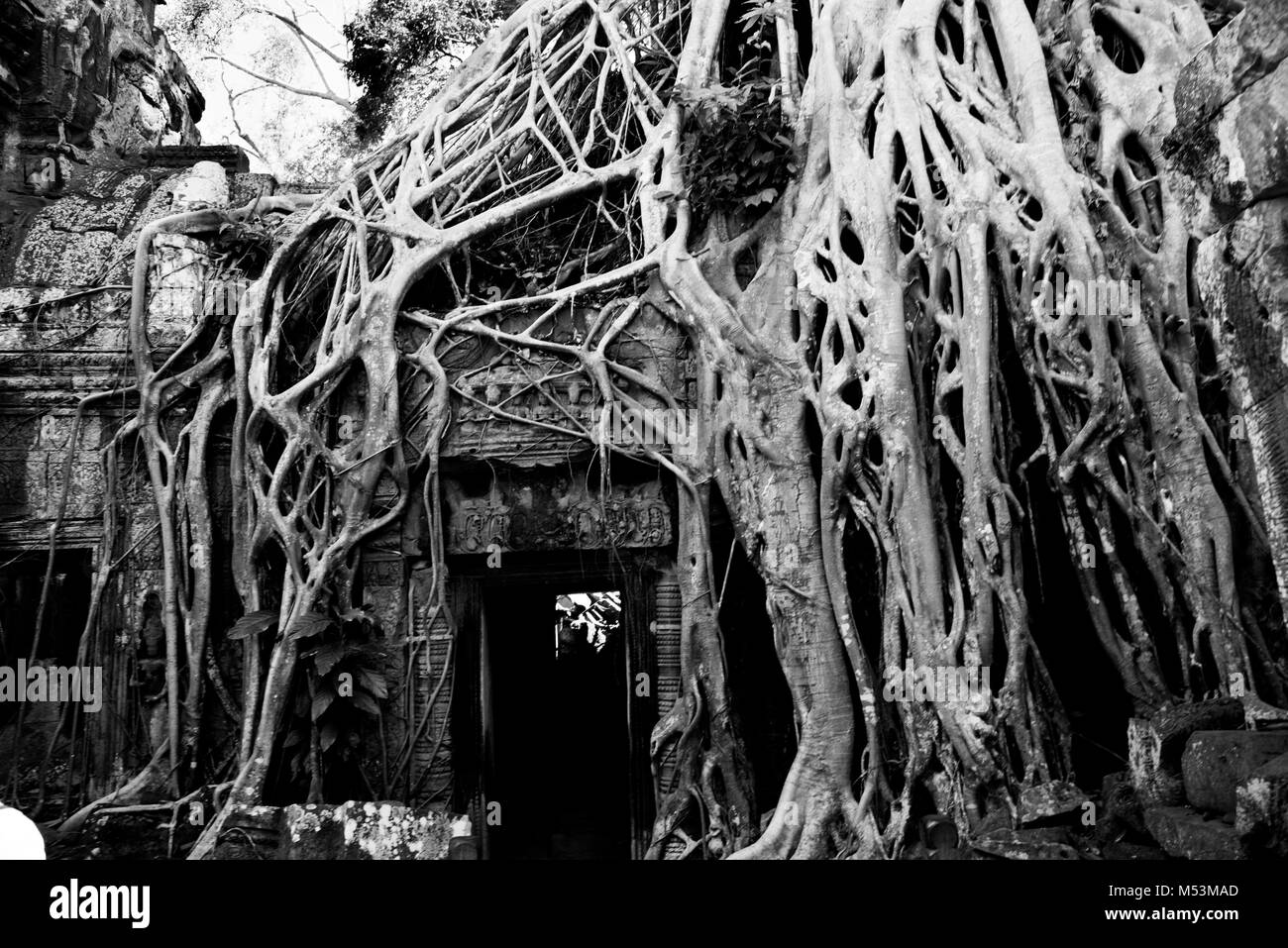 Schwarz-Weiß-Bild des Einschnürens Abb. umliegenden Ta Prohm Tempel Stockfoto
