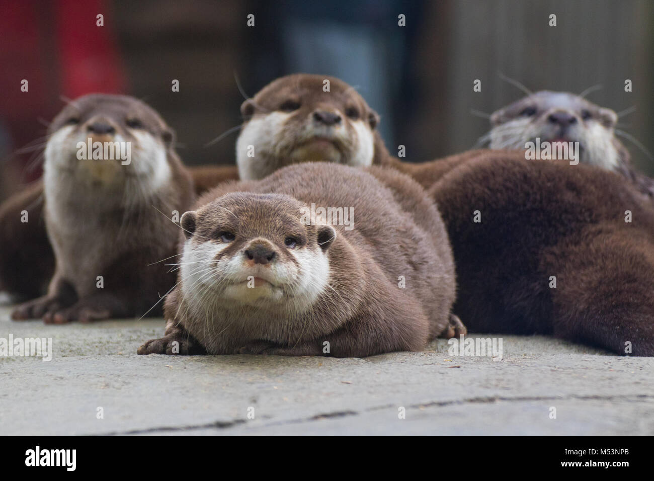 Eine Gruppe von Otter zusammen huddling Stockfoto