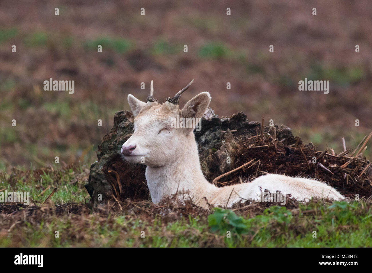 Jungen Weißen Hirsch Hirsch nehmen Zuflucht in einer Höhle Stockfoto