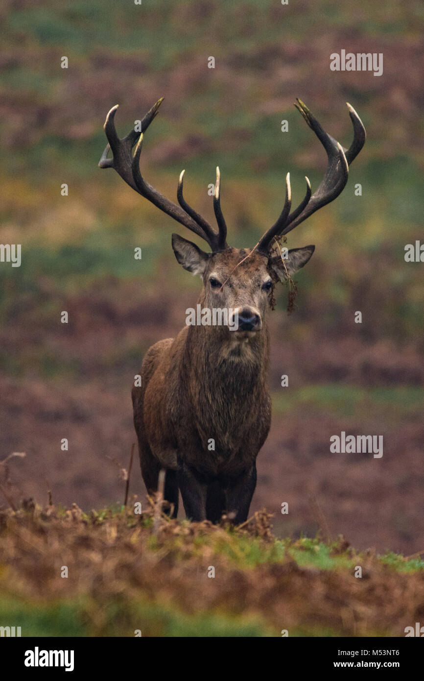 Red Deer Hirsch mit großen Geweih Stockfoto