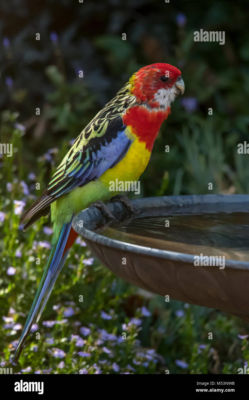 Eastern Rosella, Platycercus Eximius in Doreen, Victoria, Australien Stockfoto