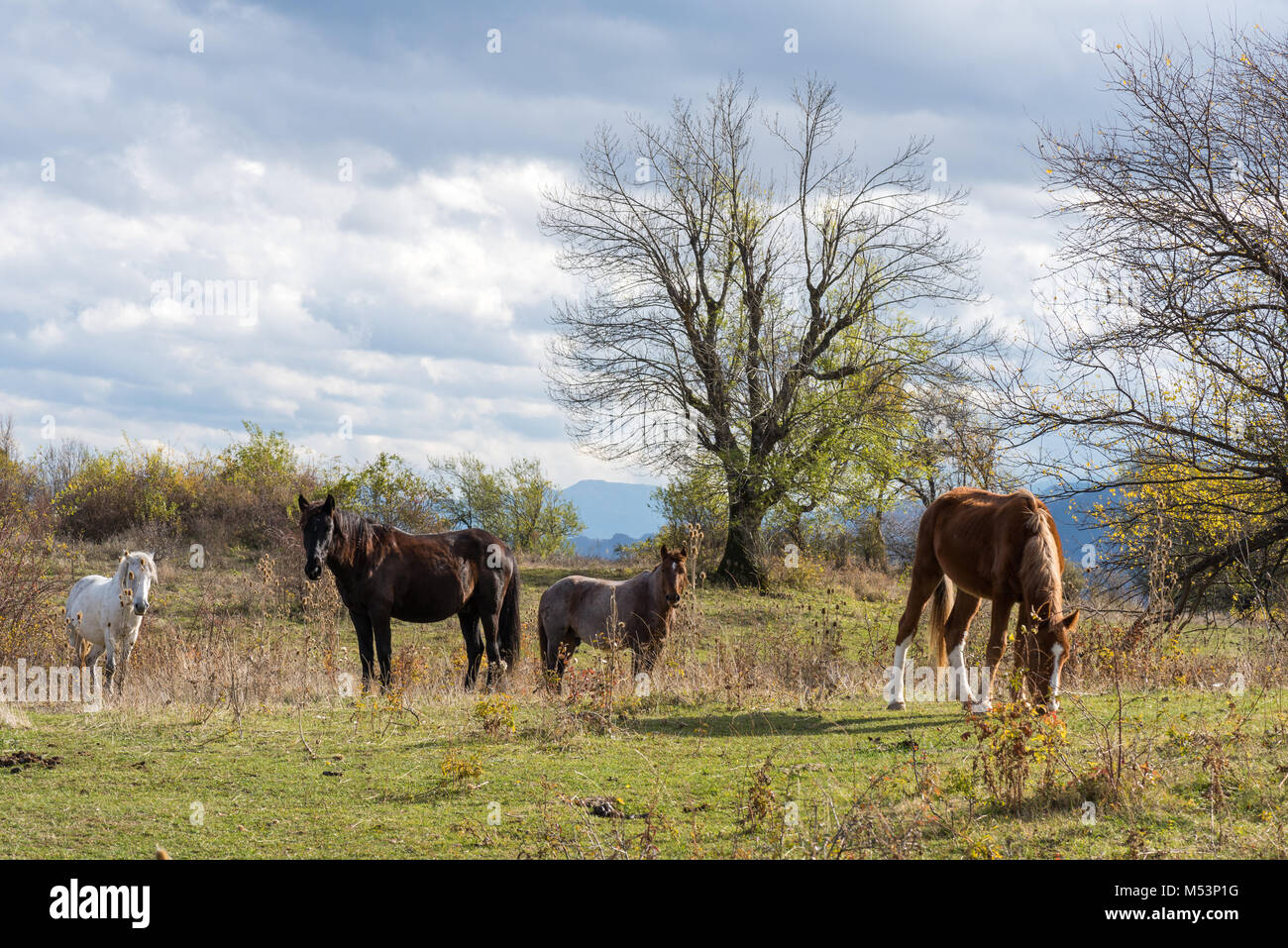 Herde von Pferden Beweidung auf die grüne Wiese mit großen Baum im Hintergrund und bedecktem Himmel Stockfoto