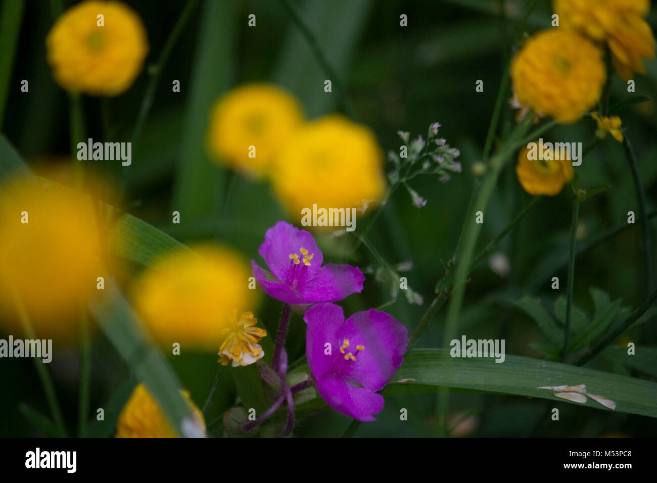 Lila Spiderwort Blumen, Stockfoto