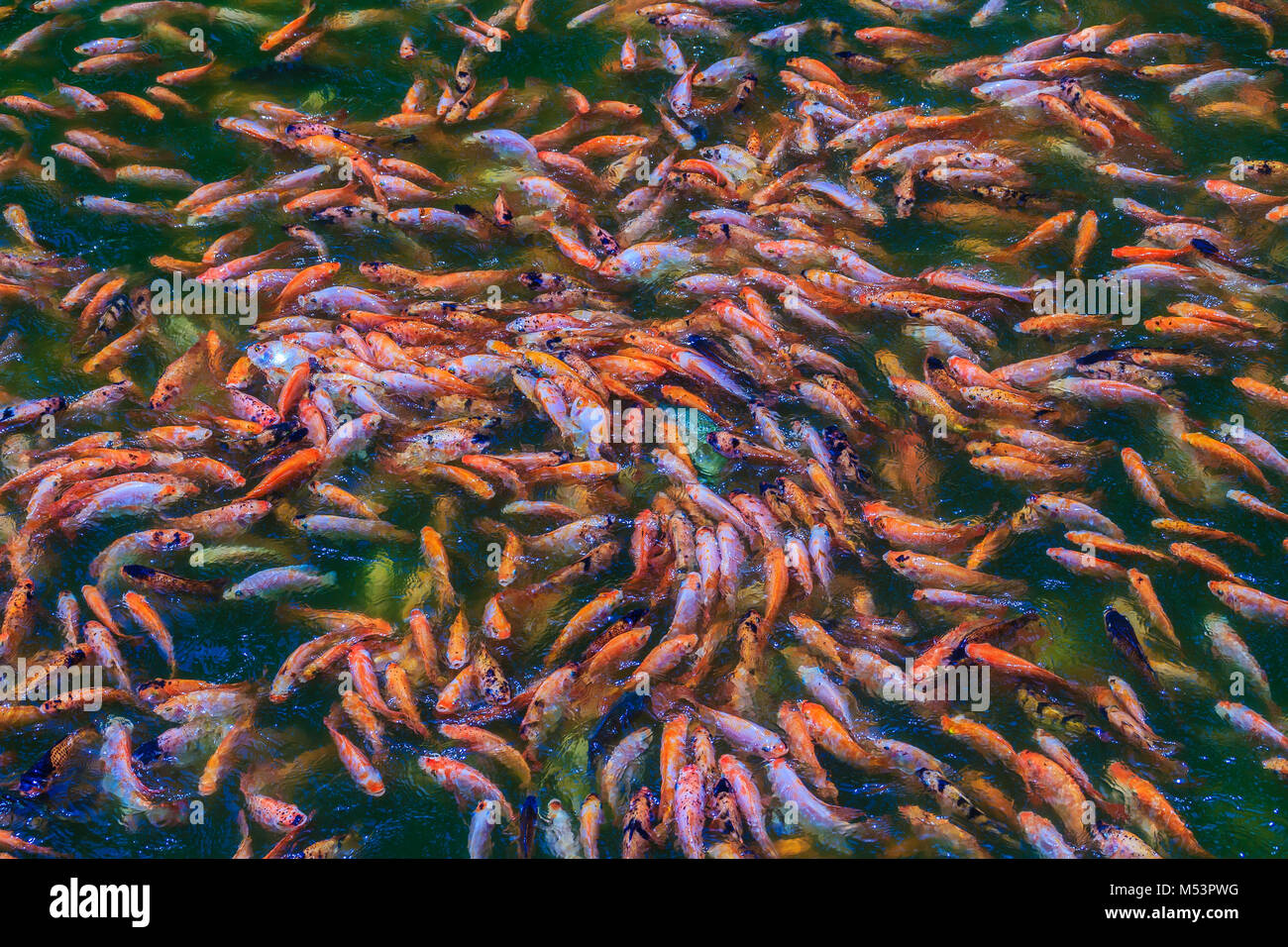Bunte Schule der rot/orange Barsch (rot Tilapia) Fisch in das frische