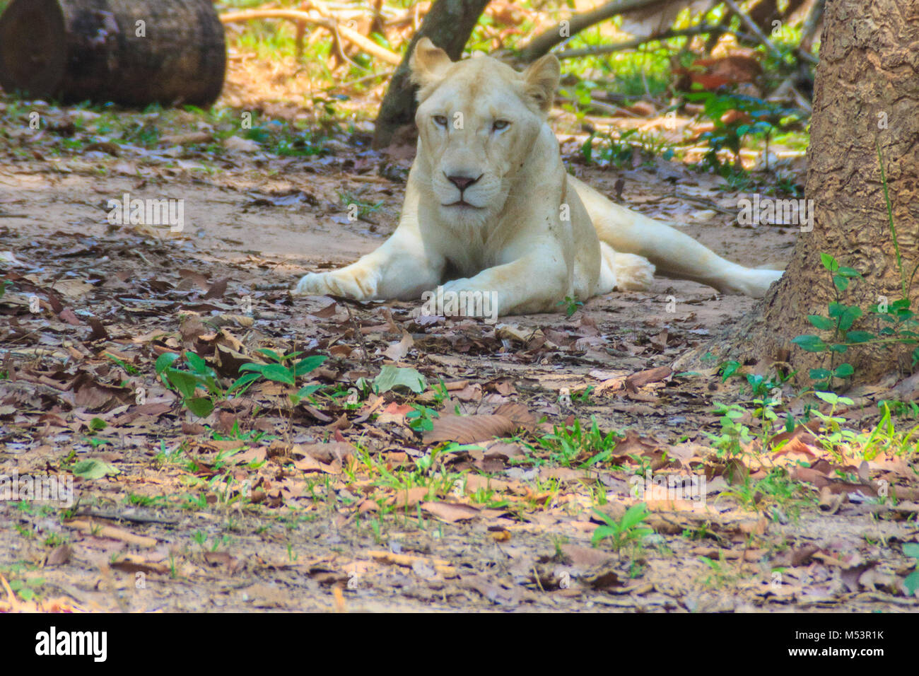 Das White Lion ist eine seltene Farbe Mutation des Löwen. Weißen Löwen ...