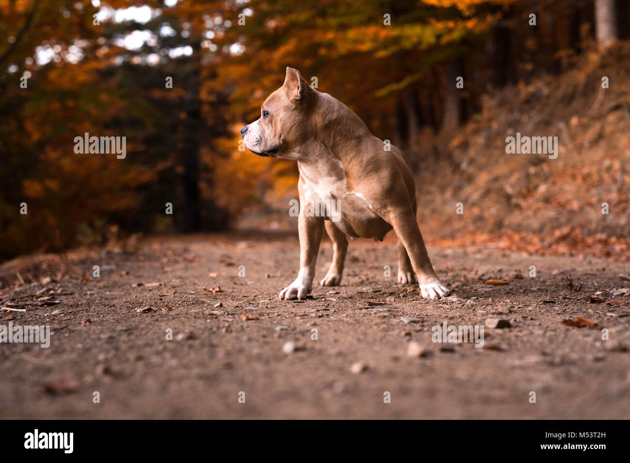 American bully weiblichen stehend auf der Garten im Herbst Stockfoto