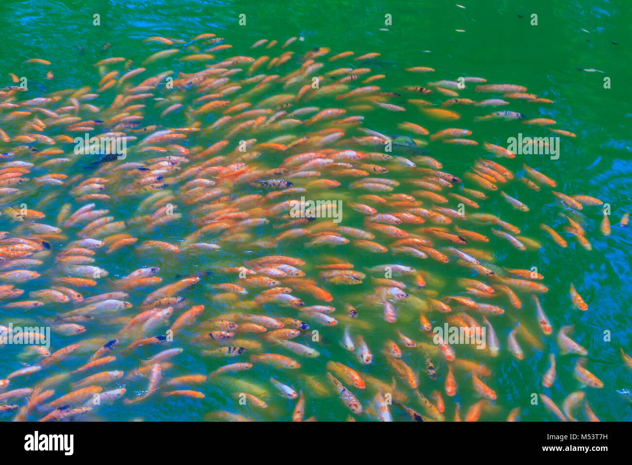 Bunte Schule der rot/orange Barsch (rot Tilapia) Fisch in das frische
