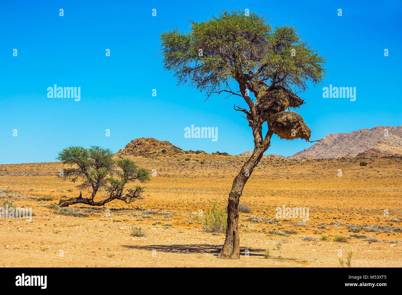 Das große Nest tropischen Vogel - Finch Stockfoto