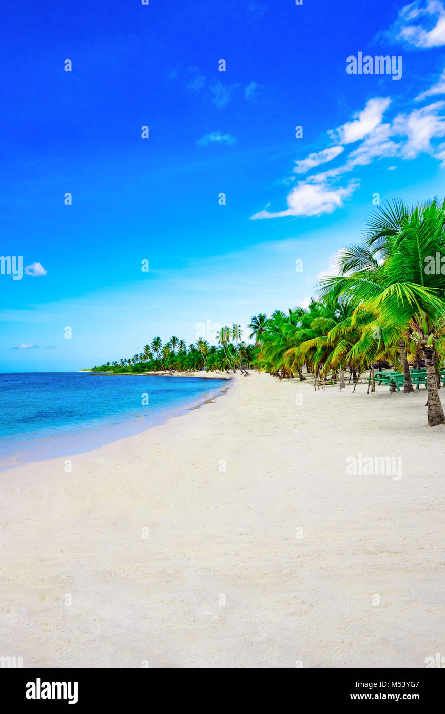 Paradise tropical beach palm das Karibische Meer Stockfoto