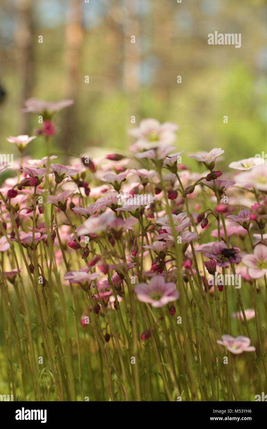 Helle Blumen erblühen Moss Stockfoto