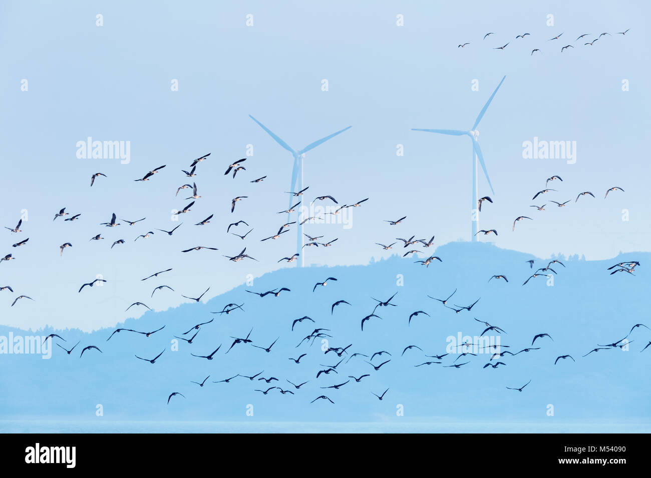 Zugvögel und Windpark Hintergrund Stockfoto