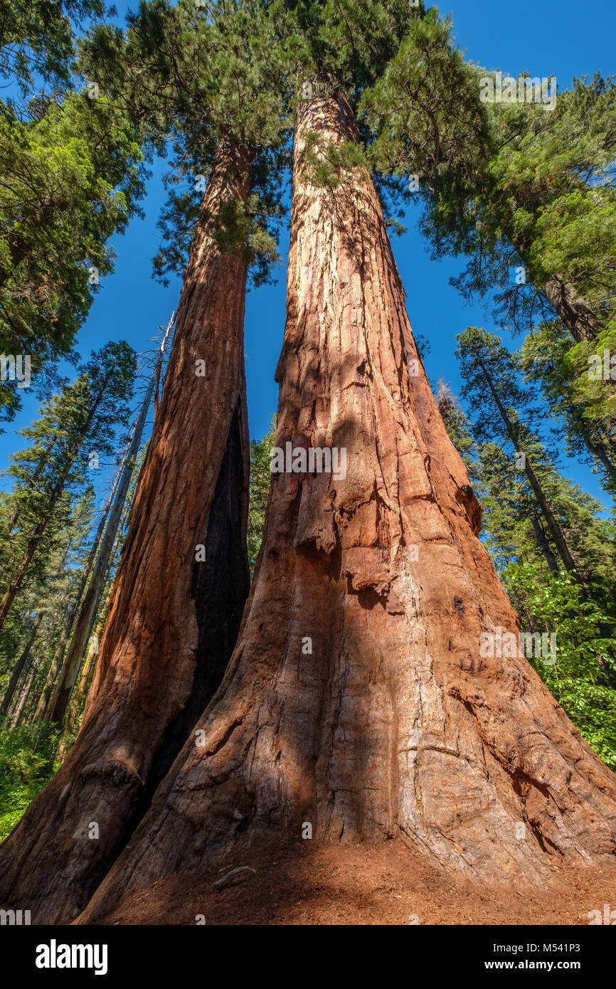 Mammutbaum in der Calaveras große Bäume State Park Stockfoto