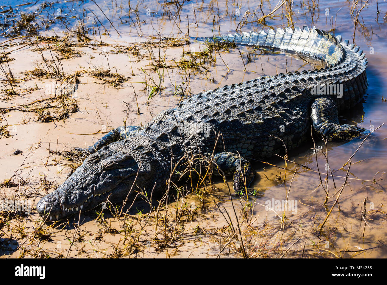 Das große Krokodil kriecht schnell von Wasser Stockfoto