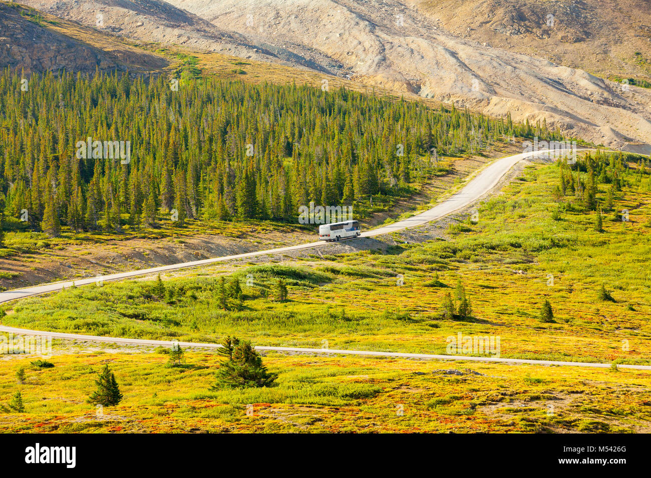 Bus zum Athabasca Gletscher Stockfoto