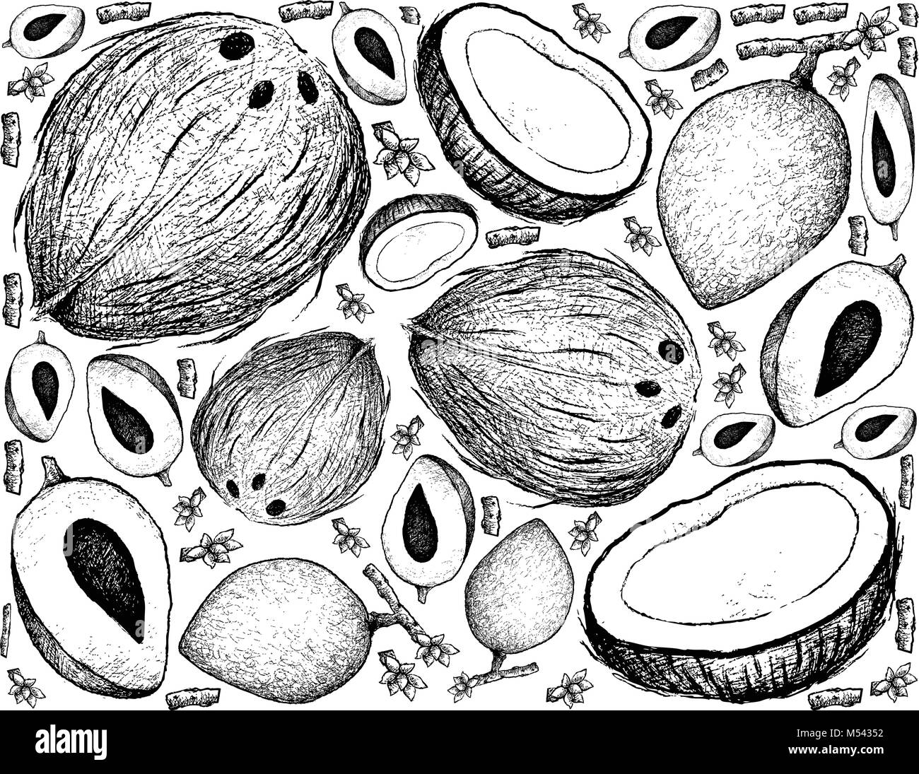 Tropische Früchte, Illustration Hintergrund von Hand gezeichnete Skizze Mamey Sapote oder Pouteria Sapota Früchte. Stock Vektor