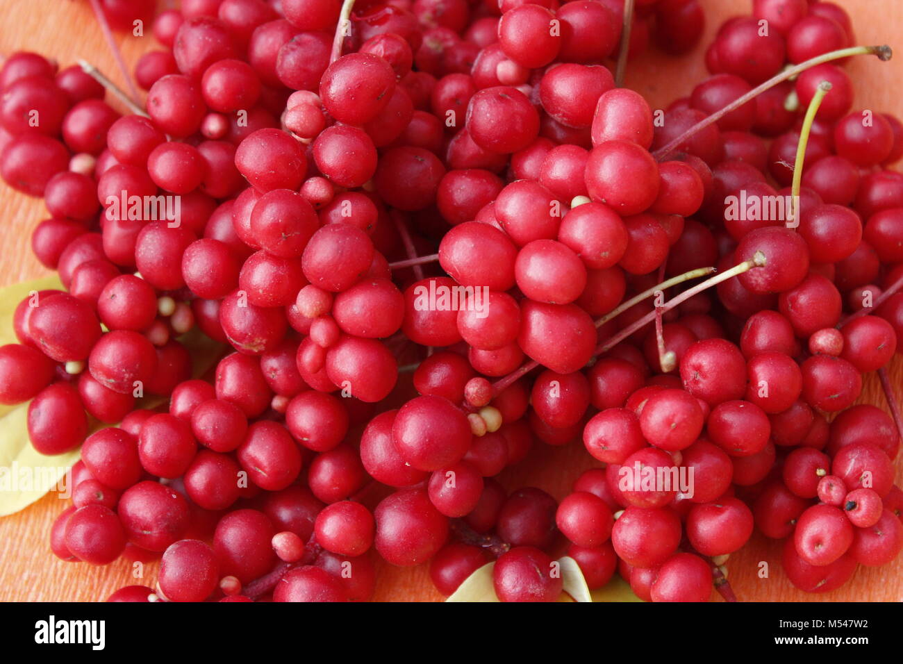 Haufen rote reife schisandra. Reiche Ernte von schisandra Stockfoto