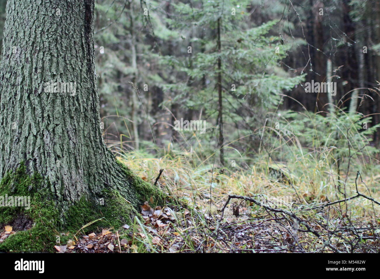 Baum Rinde bedeckt mit Moos Stockfoto