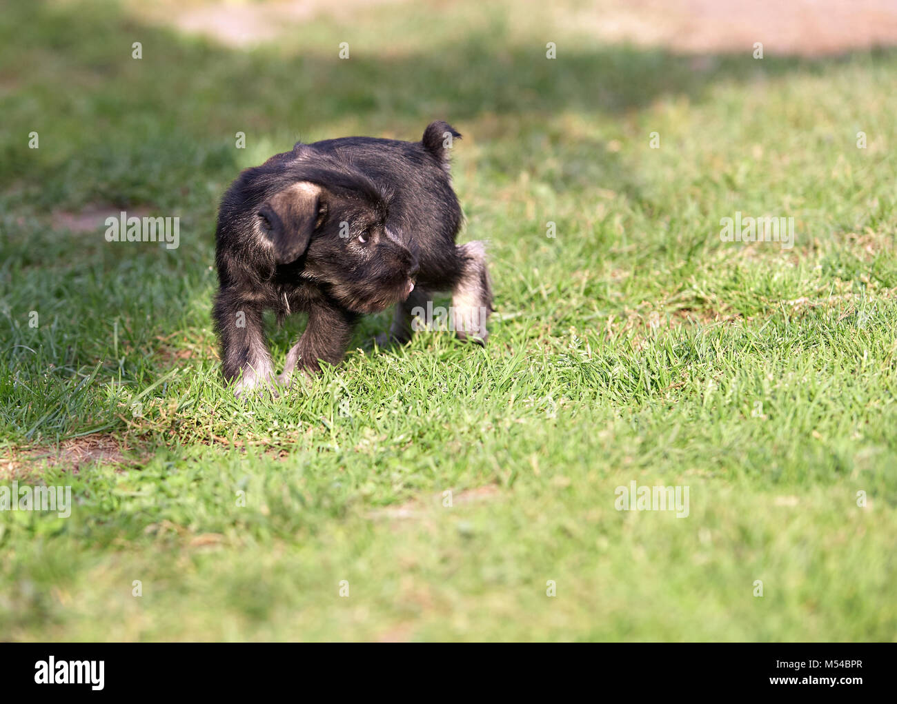 Mittelschnauzer Welpen auf grünem Gras Stockfoto