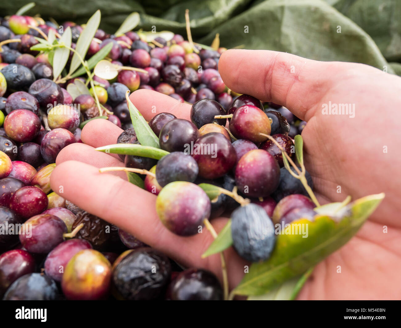 Bunte Oliven in mans hand Nahaufnahme Stockfoto