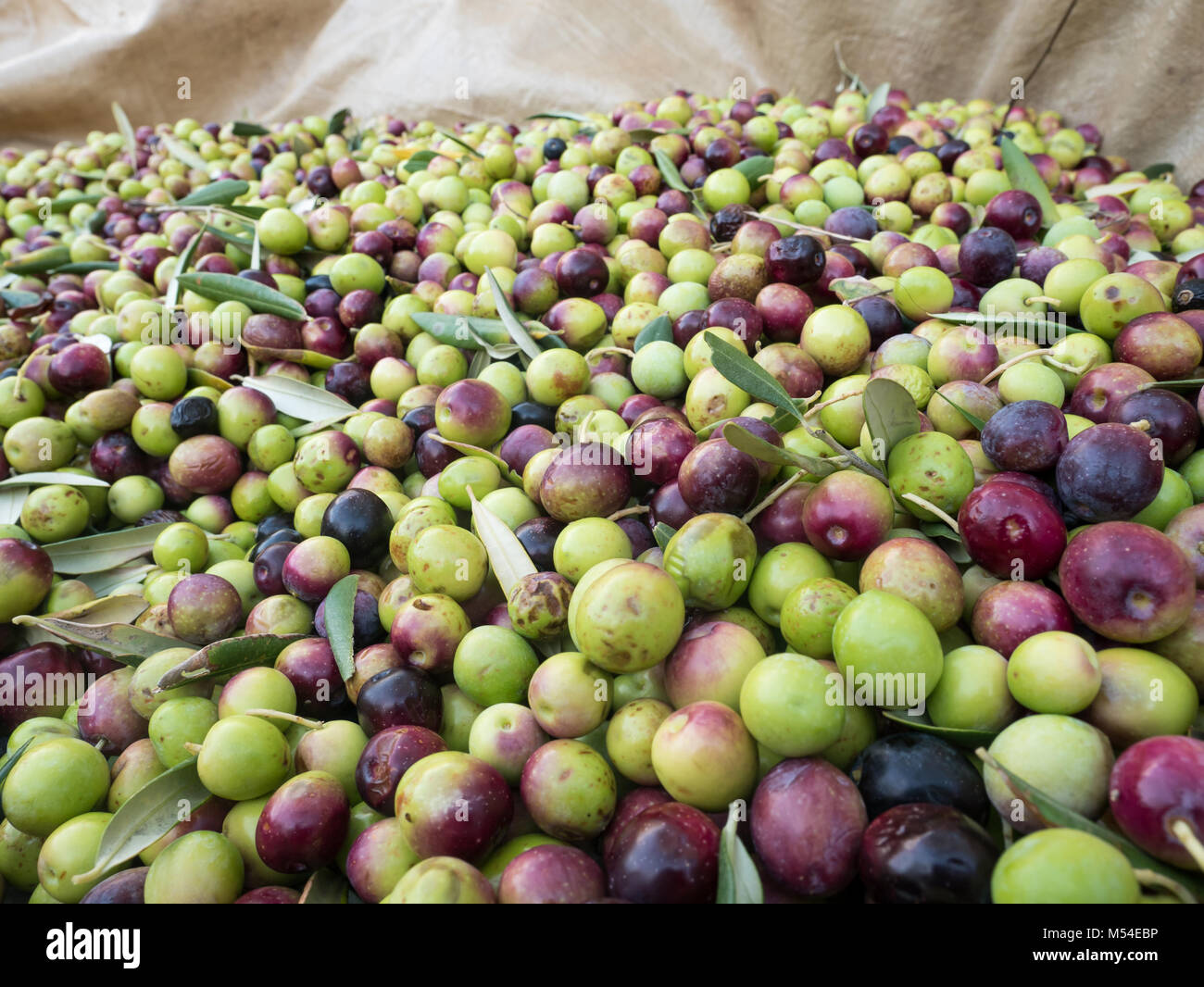 Bunte reifen Oliven auf dem Boden im Olive Tree Plantation Stockfoto