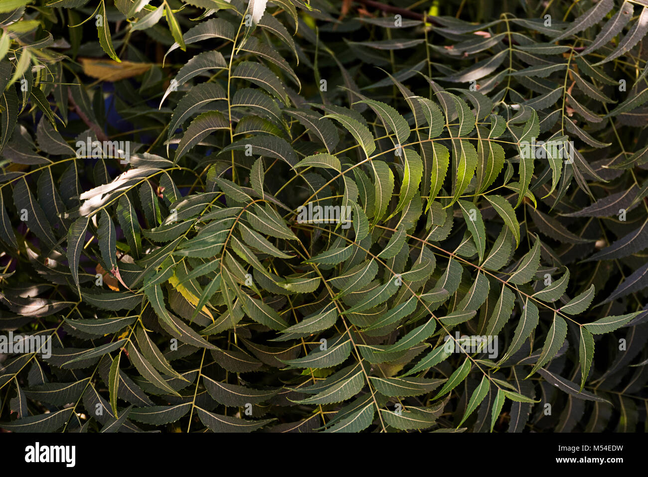 Frische indische Curry Blätter Muster auf Baum Stockfoto