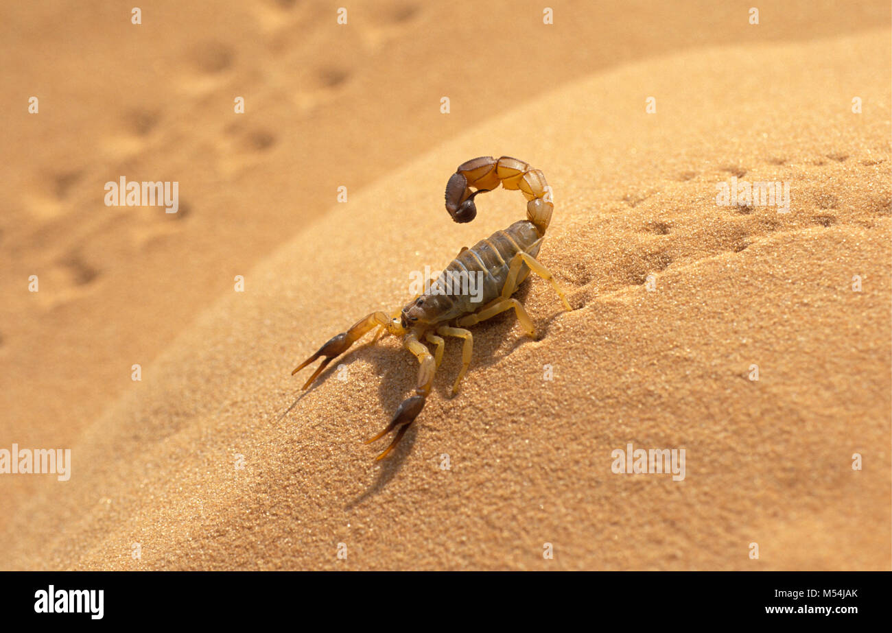Algerien. In der Nähe von Ouargla. Die östliche Sand Meer. Grand Erg Oriental. Sahara. Scorpion (Androctonus). Stockfoto