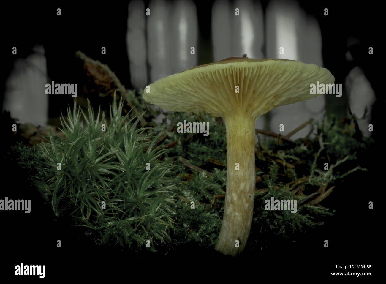 Orange Pilz im Pinienwald Stockfoto