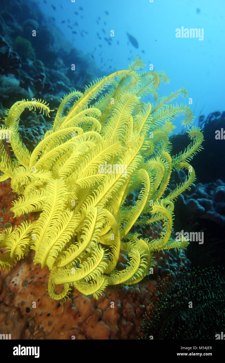 Gelbe Haare Stern, Federsterne Stockfoto