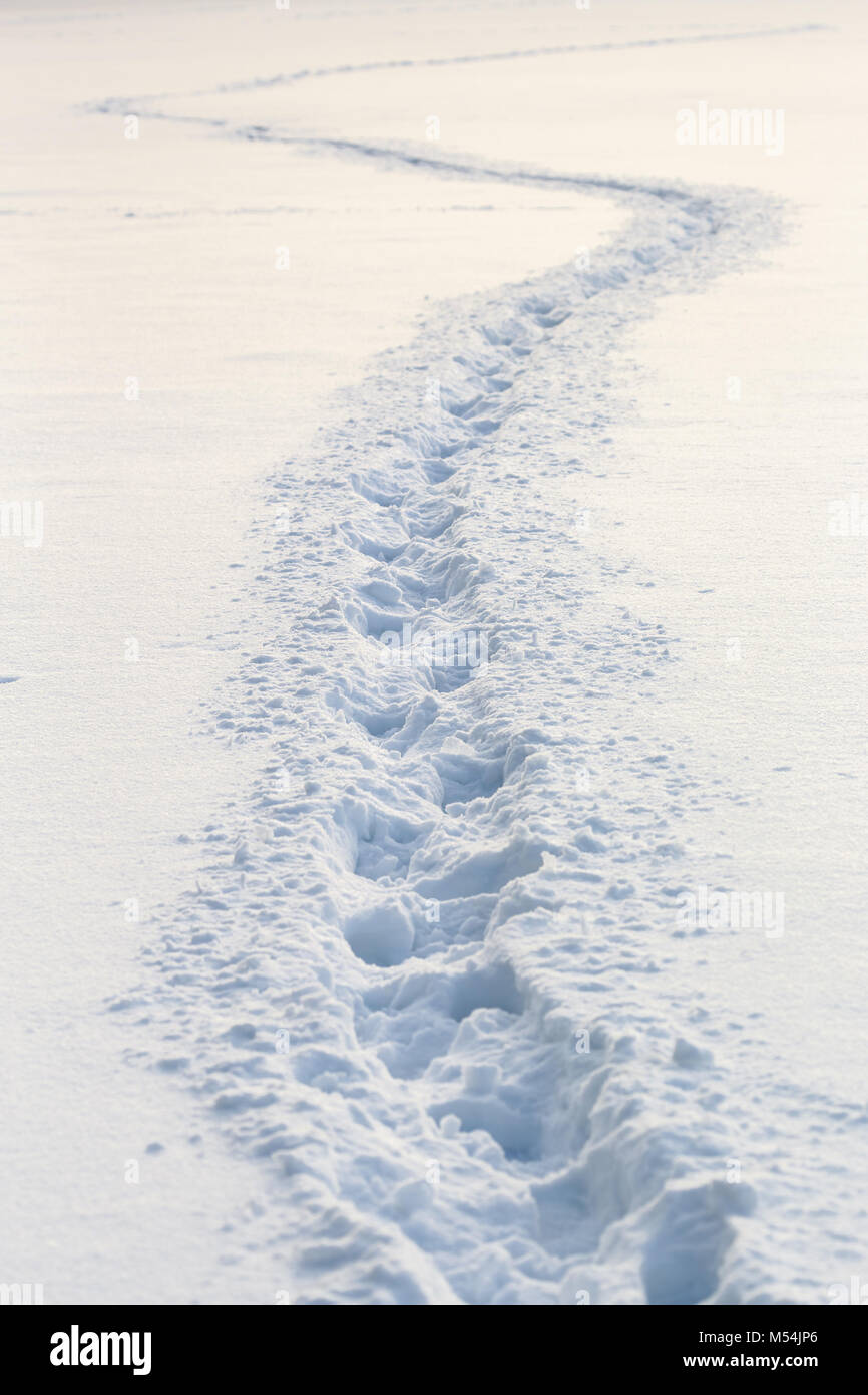 Wicklung footprints in tiefem Schnee Stockfoto