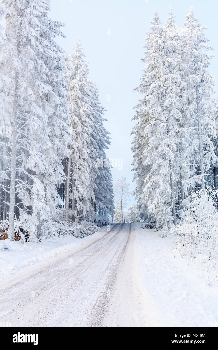 Winter Wald Landschaft mit einem Feldweg in den Wald Stockfoto