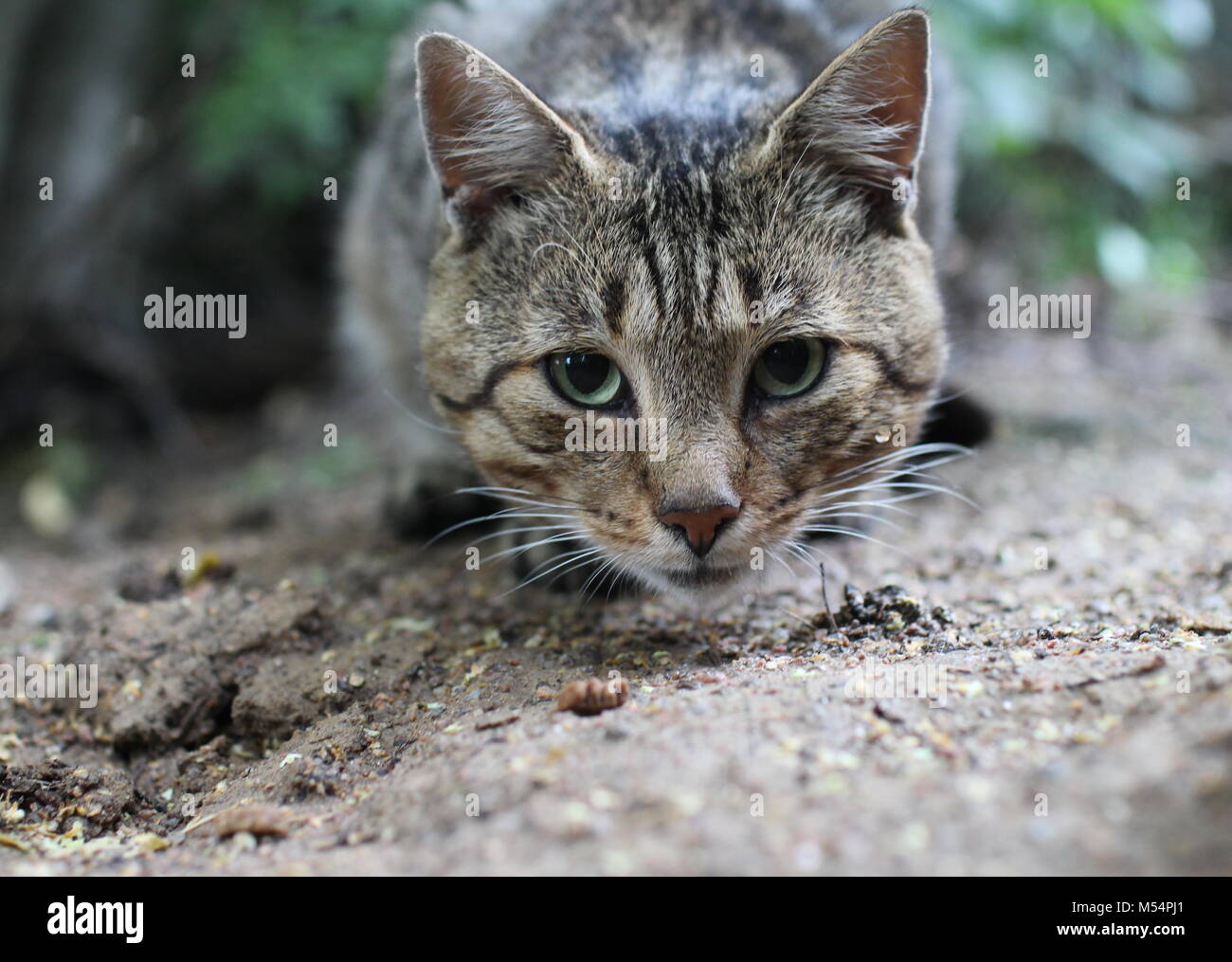 Schnauze, neugierig Tabby cat Stockfoto