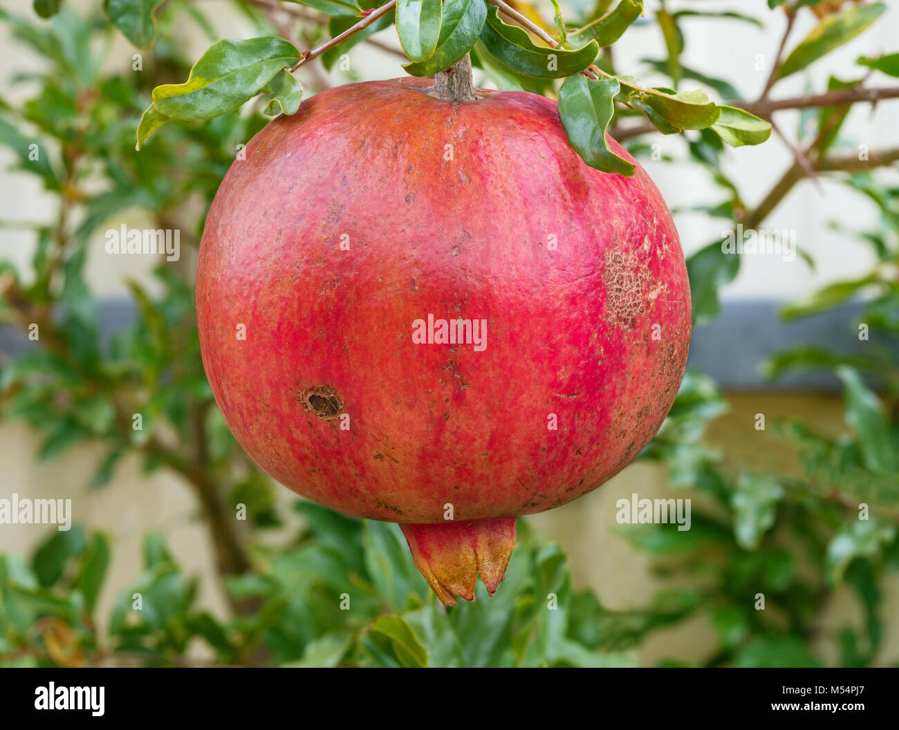 Rot bunte Granatapfel Obst reif Stockfoto