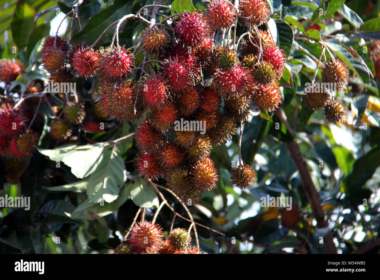 Rambutan (Nephelium lappaceum). Stockfoto