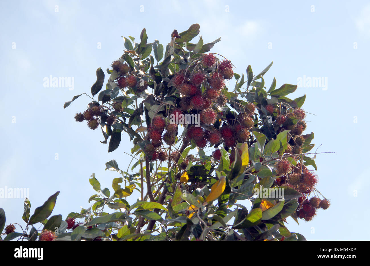Rambutan (Nephelium lappaceum). Stockfoto