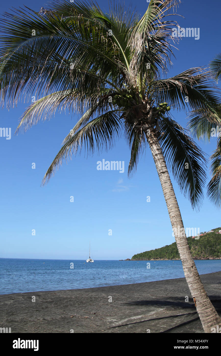 Palm Tree auf schwarzem Sand Malendure Strand auf westliche Basse Terre, Guadeloupe, Französisch Karibik. Stockfoto
