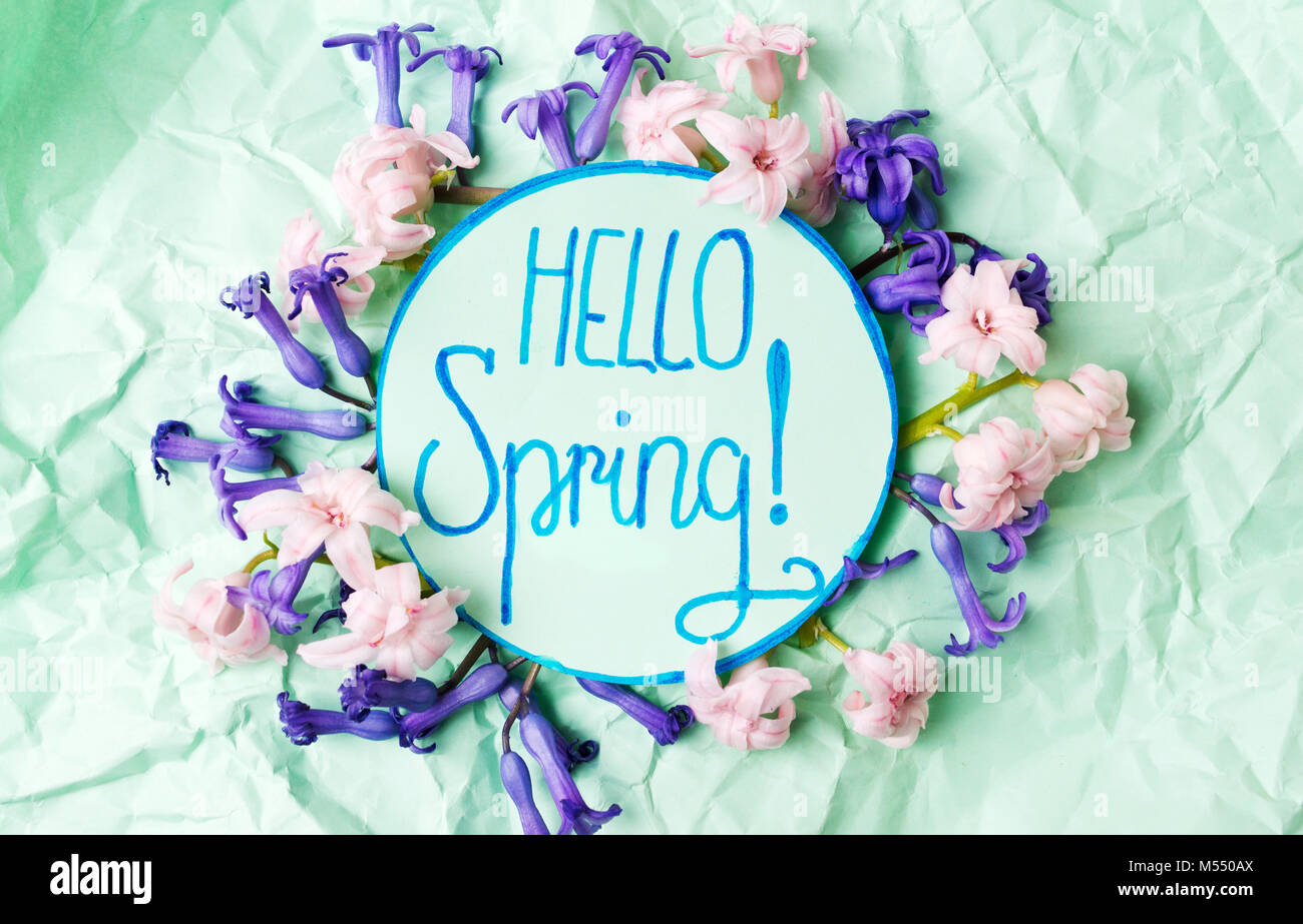 Hallo Frühling Hinweis mit Hyazinthe Blumen auf grünem Papier Stockfoto