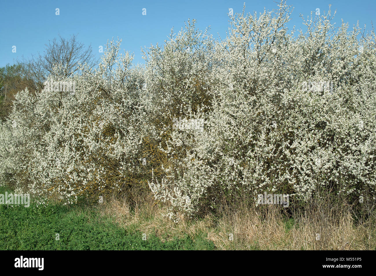 Big Bush im blühenden von blackthorn oder Wild Plum Stockfoto