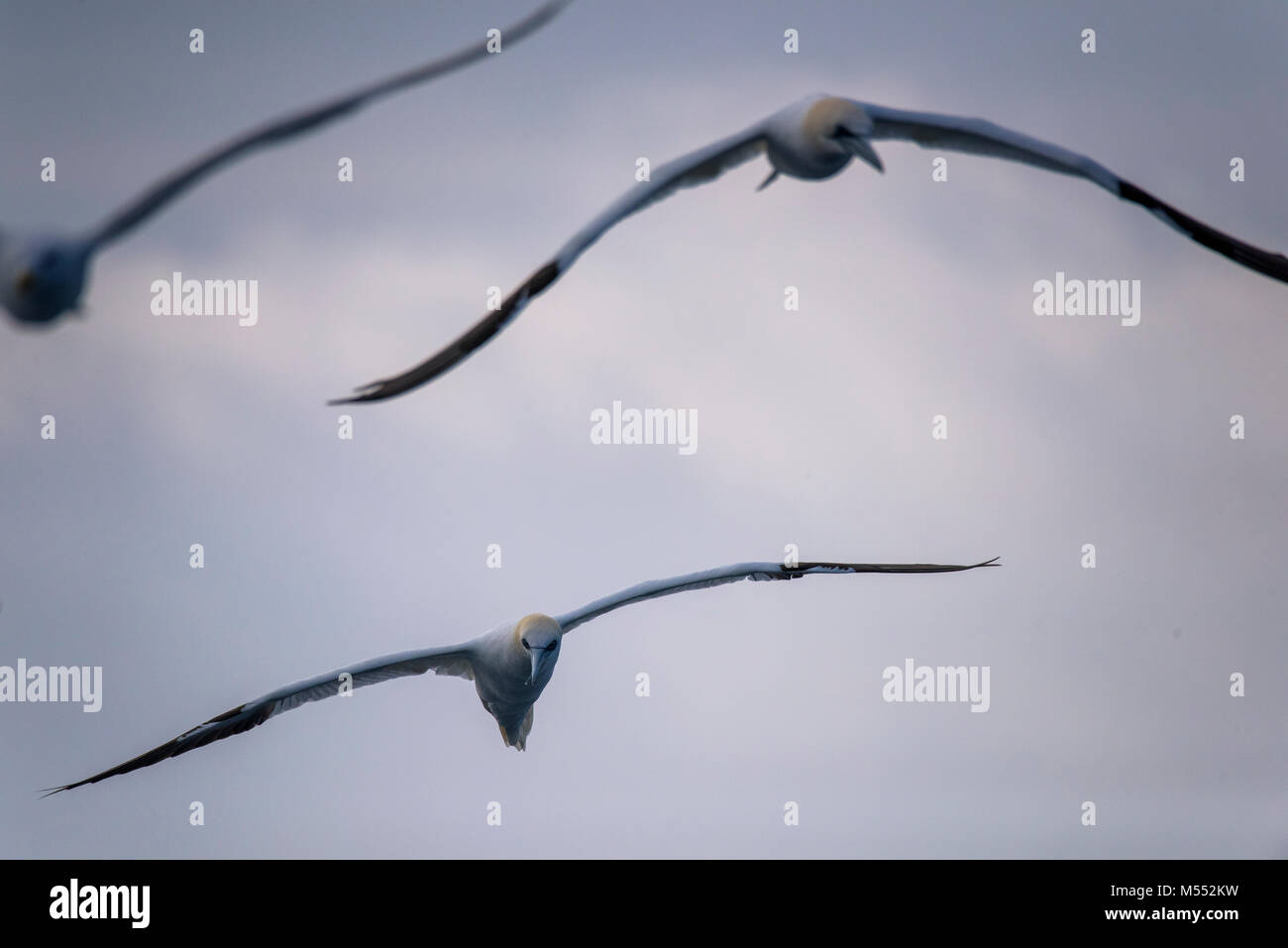 Ein paar der Basstölpel (Morus bassanus), Fliegende, Seevögel Stockfoto