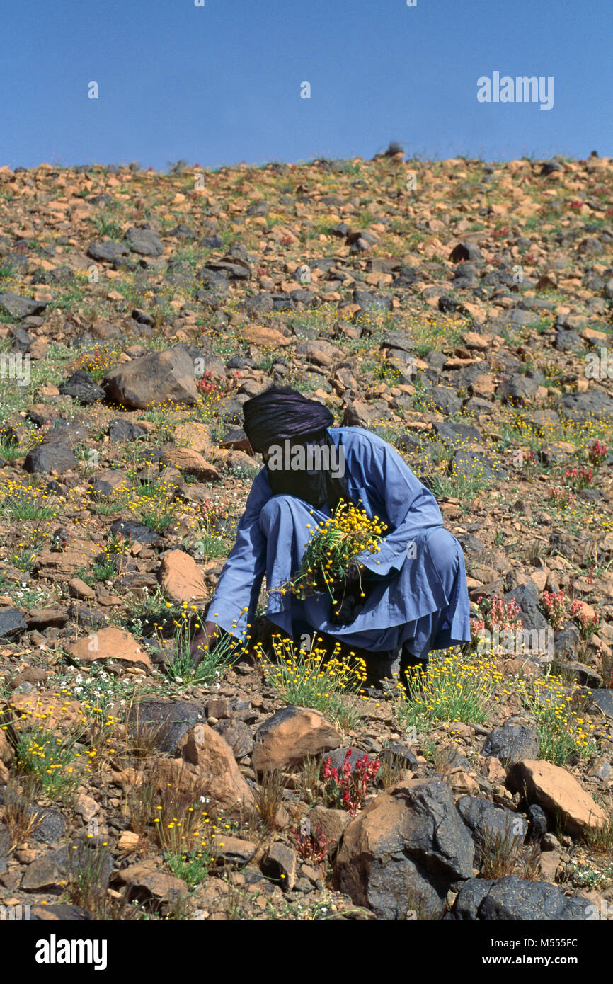 Algerien. In der Nähe von Tamanrasset. Sahara. Hoggar Berge. Mann der Tuareg Stamm Schneiden von Blumen nach dem Regen für Kaffee- und Tiermedizin. Stockfoto