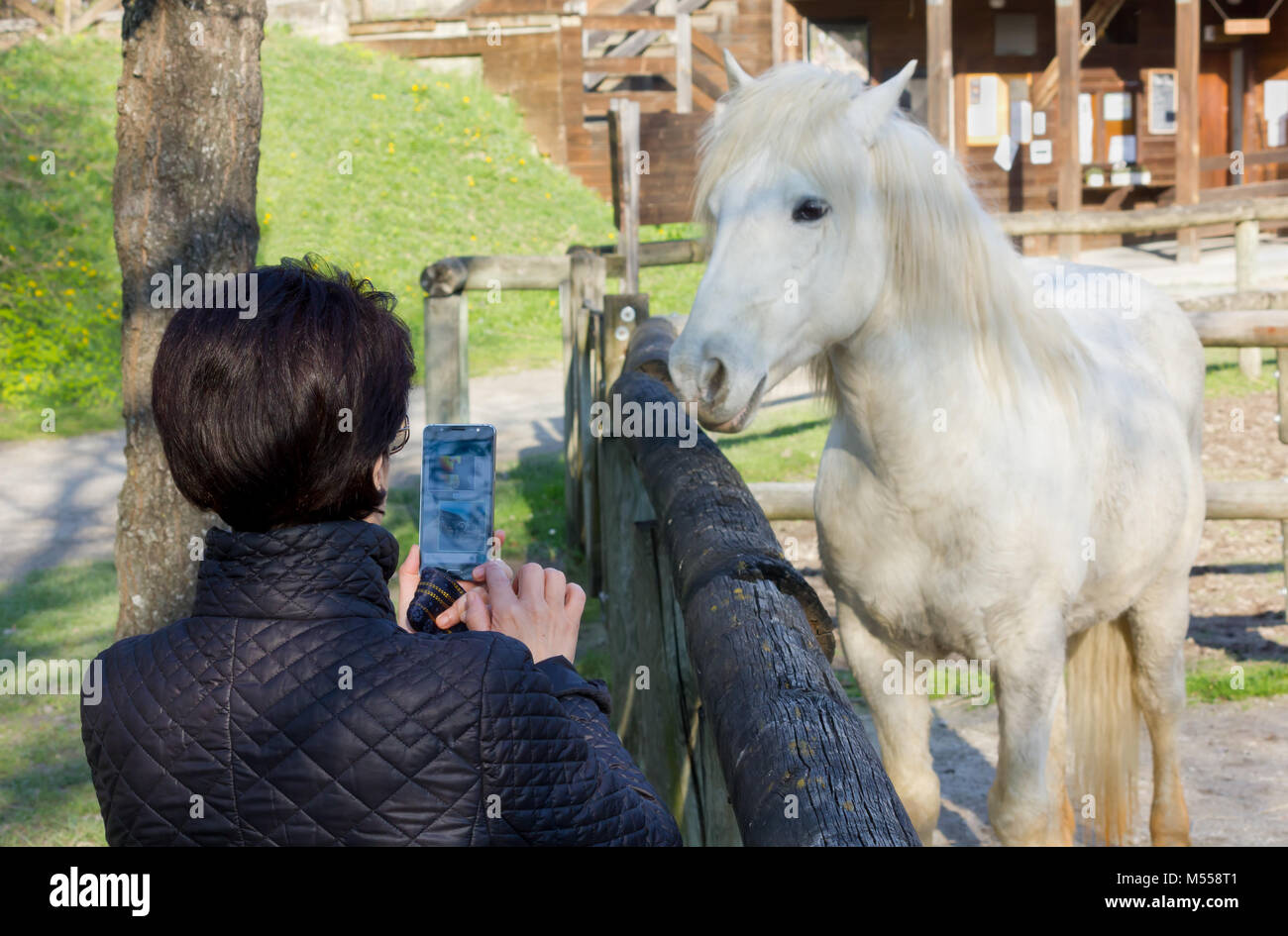 Brünette Frau Fotografieren mit ihr ein Camargue weißes Pferd hinter einem hölzernen Zaun smartphone Stockfoto